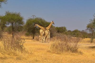 SAFARI - Parque Nacional Zakouma