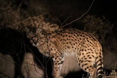 Safari de 10 días en el parque nacional de Zakouma para grupos pe