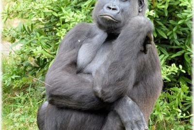 DJA BIODIVERSITY RESERVE SAFARI 7D / 6N