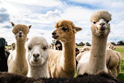 Visita la granja de alpacas cerca de Florencia + almuerzo Visita la granja de alpacas cerca de Florencia + almuerzo
