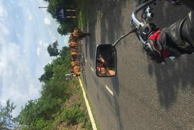 Tour privado VIP de un día desde Dalat a Nha Trang / Coche VIP pr