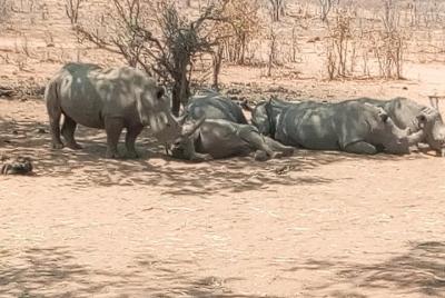 Corto safari a pie de rinoceronte.
