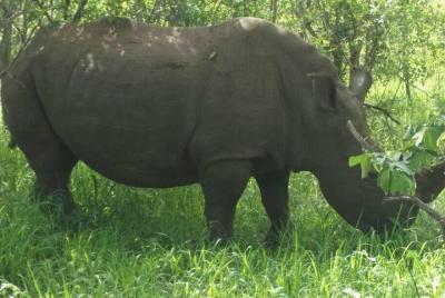 Juego y paseo corto por rinoceronte