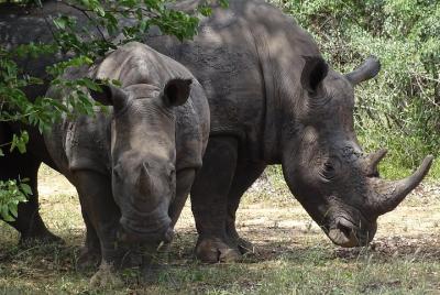 La experiencia del safari salvaje del rinoceronte