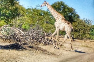 Game drive en el Parque Nacional Mosi Oa Tunya - Livingstone