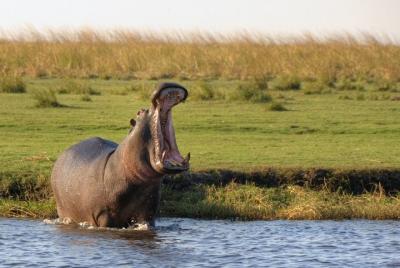 Game Drive en el Parque Nacional Mosi-oa-Tunya desde Livingstone