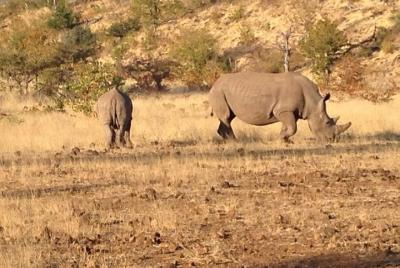 Rhino Walk
