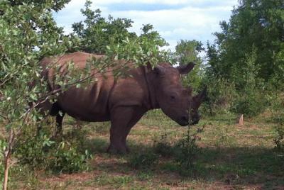  White Rhino Walking Safari