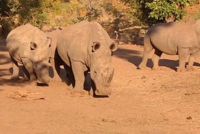 Game Drive y Rhino Walk Safari