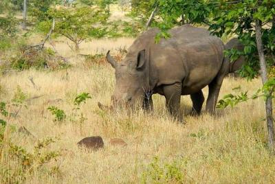 Tour privado a pie de encuentro con rinocerontes