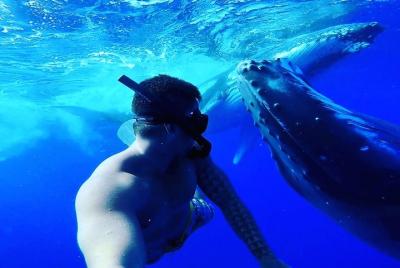 Nade con ballenas jorobadas