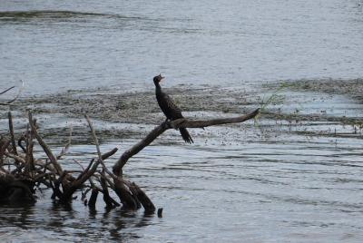 Observación de aves del río Zambezi