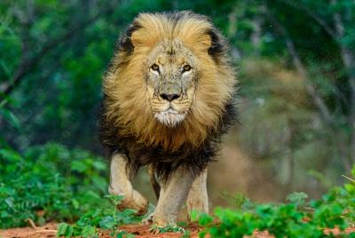 The Lion Encounter (Fiesta de las bestias Lion Feed & Into the Pr