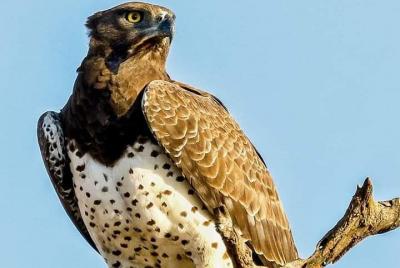 juego de parques nacionales de zambezi