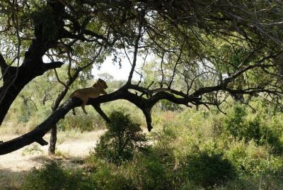 Excursión de un día a Selous Safari Tour desde Zanzíbar