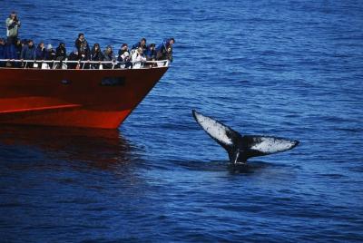 Avistamiento de ballenas clásico | La experiencia original desde  Avistamiento de ballenas clásico | La experiencia original desde