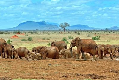 Safari Tsavo privado de 3 días desde Mombasa