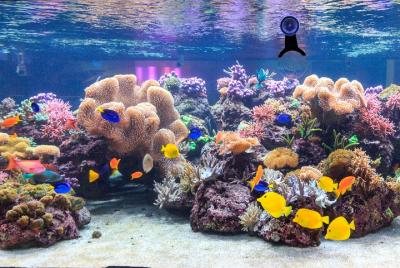 Evite las colas: entrada a SEA LIFE Espira Evite las colas: entrada a SEA LIFE Espira