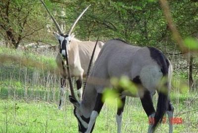 TOUR DE DÍA COMPLETO DE SAFARI Y LAGO ROSADO (mínimo 2 pax)