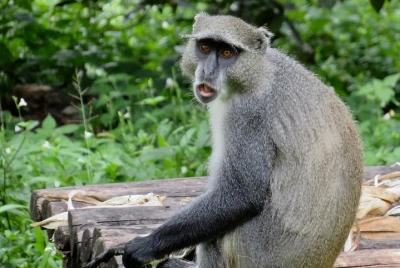 Lugares turísticos en Lilongwe Cosas que hacer en Lilongwe 176498