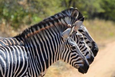Excursión de un día a la Reserva de Vida Silvestre Kuti y al lago