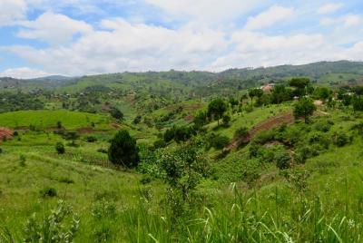 Visita a la granja de café visita en Mzuzu, Malawi