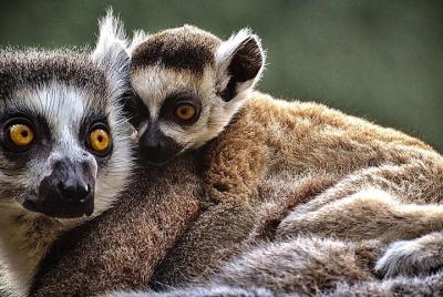 Madagascar Classic Tour 10D / 9N (Confort) Madagascar Classic Tour 10D / 9N (Confort)