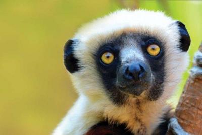 Indri Indri: The Lemur endémico 02days- 01 Night In Andasibe Indri Indri: The Lemur endémico 02days- 01 Night In Andasibe