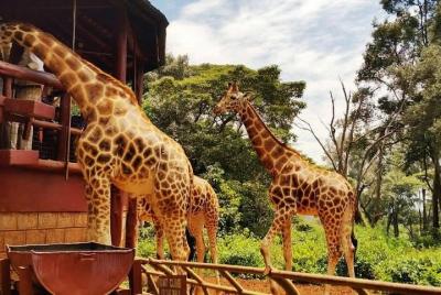 Excursión de un día desde Nairobi al Orfanato de elefantes David  Excursión de un día desde Nairobi al Orfanato de elefantes David