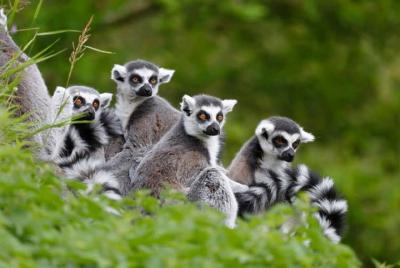 Excursión privada de un día a Antananarivo, Ambohimanga y Lemurs  Excursión privada de un día a Antananarivo, Ambohimanga y Lemurs