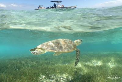 Tour de la tortuga de Signal Island desde Noumea