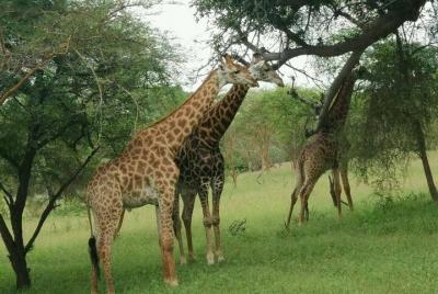 Senegal destaca 7 días 6 noches (mínimo 2 participantes)