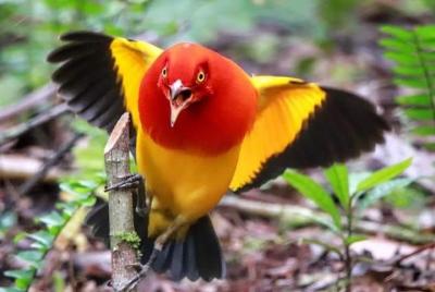 Birding & Cultural Tour - Port Moresby y el monte. Hagen