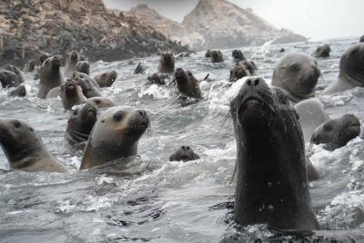 Visita a los lobos marinos de las Islas Palomino, en Lima, Perú Visita a los lobos marinos de las Islas Palomino, en Lima, Perú