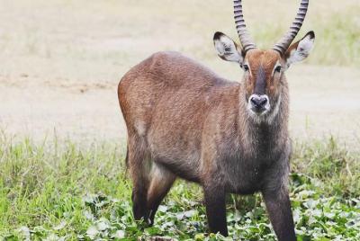 Tour de 1 día al Parque Nacional Akagera para un safari de vida s