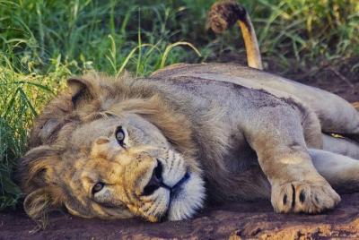Safari de 2 días de vida silvestre en el Parque Nacional Akagera