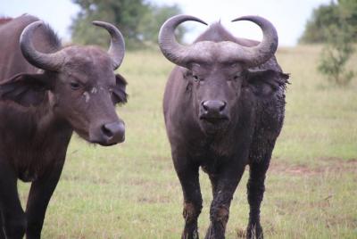 Trekking de 4 días de gorilas, vida silvestre y chimpancés en el 