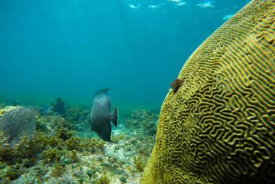 Recorrido de esnórquel 4 en 1 en Cancún: baño con tortugas marina Recorrido de esnórquel 4 en 1 en Cancún: baño con tortugas marina
