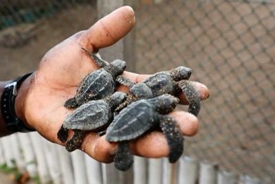 Paquete de observación de tortugas marinas (2 actividades + cena)