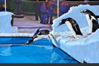 Ski Dubai y entradas