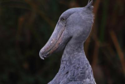 Entebbe Full Day Tour