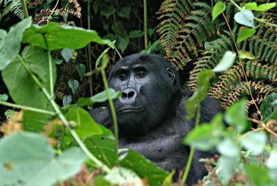 3 días Uganda Gorilla safari con relajación en el lago Bunyonyi