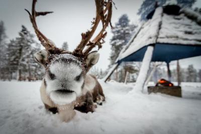 Experiencia de granja de renos