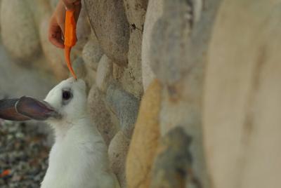 Amesterdam para niños y niños pequeños Tour privado con un local