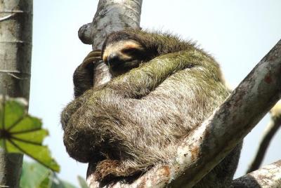 Excursión combinada desde la ciudad de Panamá: selva tropical, Fu