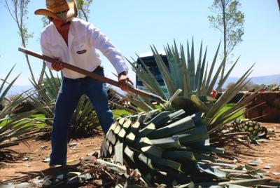 Tour de tequila y destilería desde Guadalajara Tour de tequila y destilería desde Guadalajara