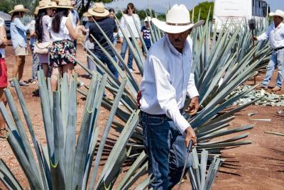 Recorrido a Tequila desde Guadalajara