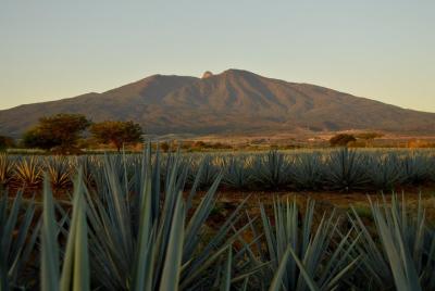 Tour a Tequila desde Guadalajara