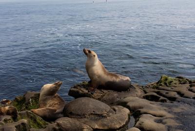 Excursión de un día a San Diego desde Los Ángeles