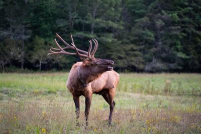 Tour fotográfico de alces y cascadas con lecciones de fotografía